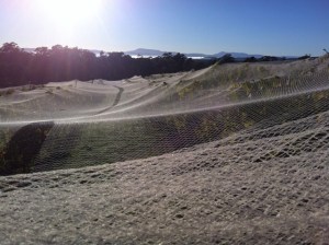 Morning under nets